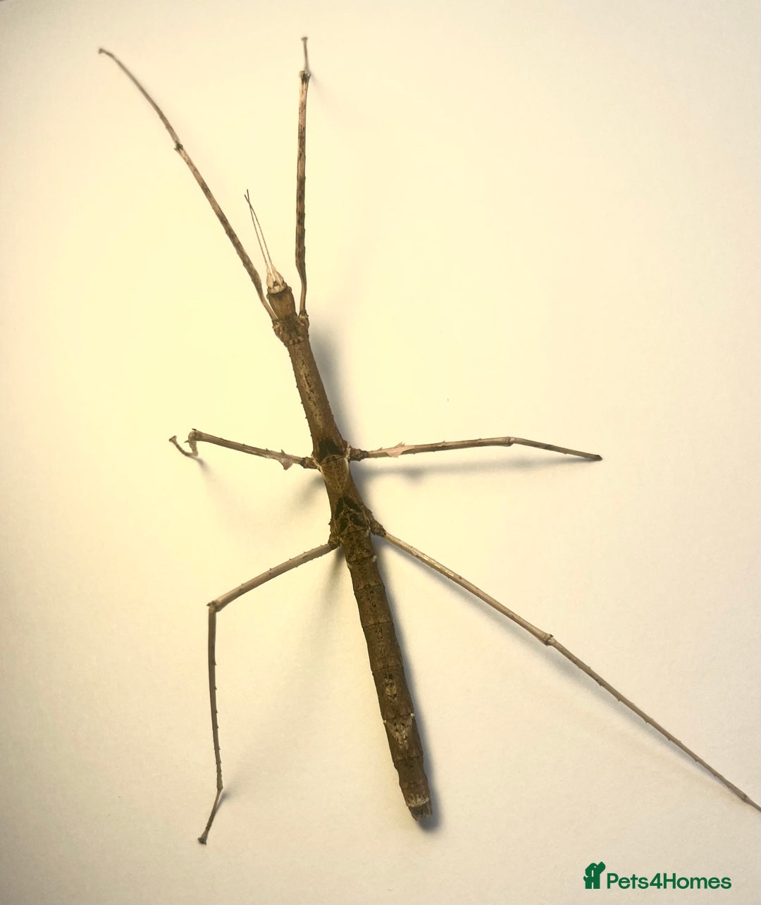 Stick Insects invertebrates for sale: X5 THAI BEAUTY STICK INSECTS HAPPY TO SHIP!! - Image 2