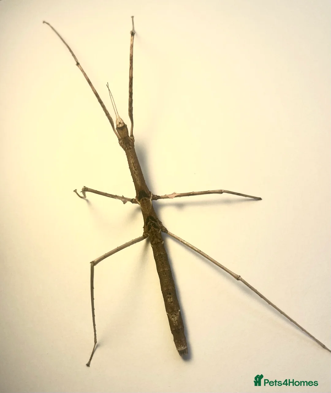 Stick Insects invertebrates for sale: X5 THAI BEAUTY STICK INSECTS HAPPY TO SHIP!! - Advert 2