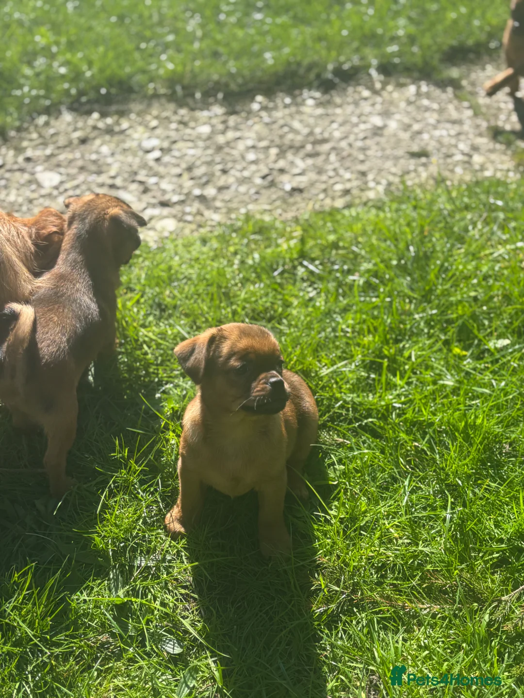 Mixed Breed dogs for sale: Beautiful bundles of fun looking for new homes - Advert 27