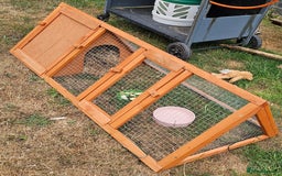 Hermann Tortoise reptiles for sale: Hurmman Tortoise  - Image 10