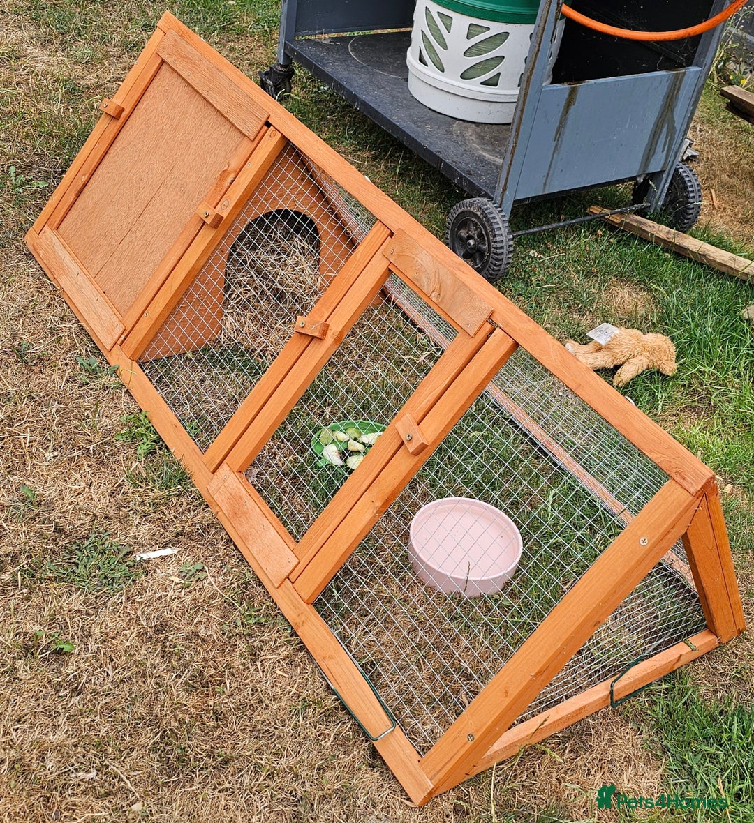 Hermann Tortoise reptiles for sale: Hurmman Tortoise  - Image 10