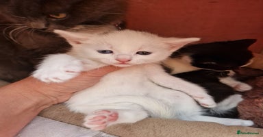 Mixed Breed cats - Advert 13