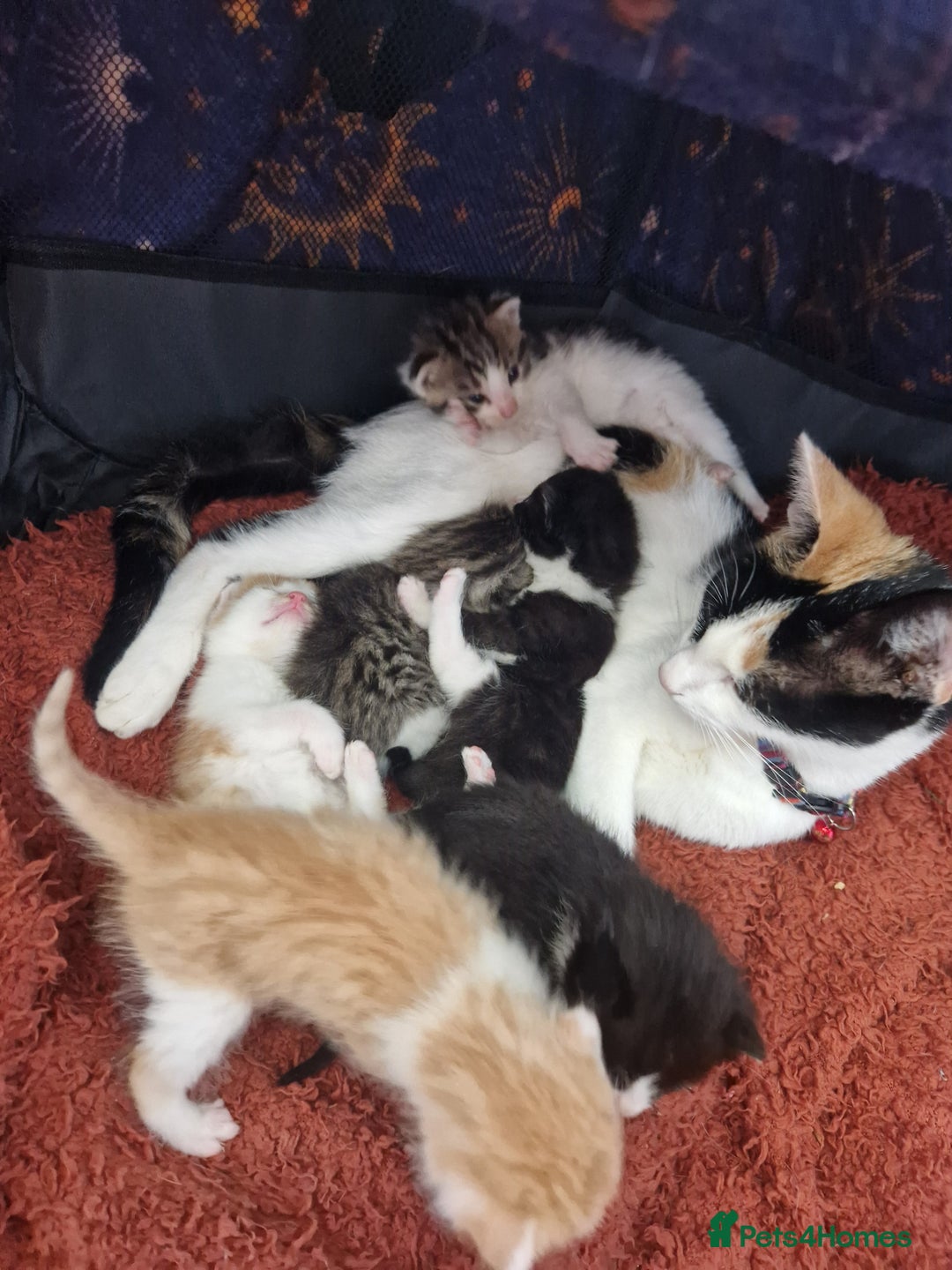 British Shorthair cats for sale: Six Gorgeous Kittens Available From Next Week - Image 14