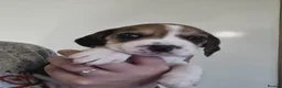 Beagle dogs for sale: 11 Beagle puppies - Advert 7