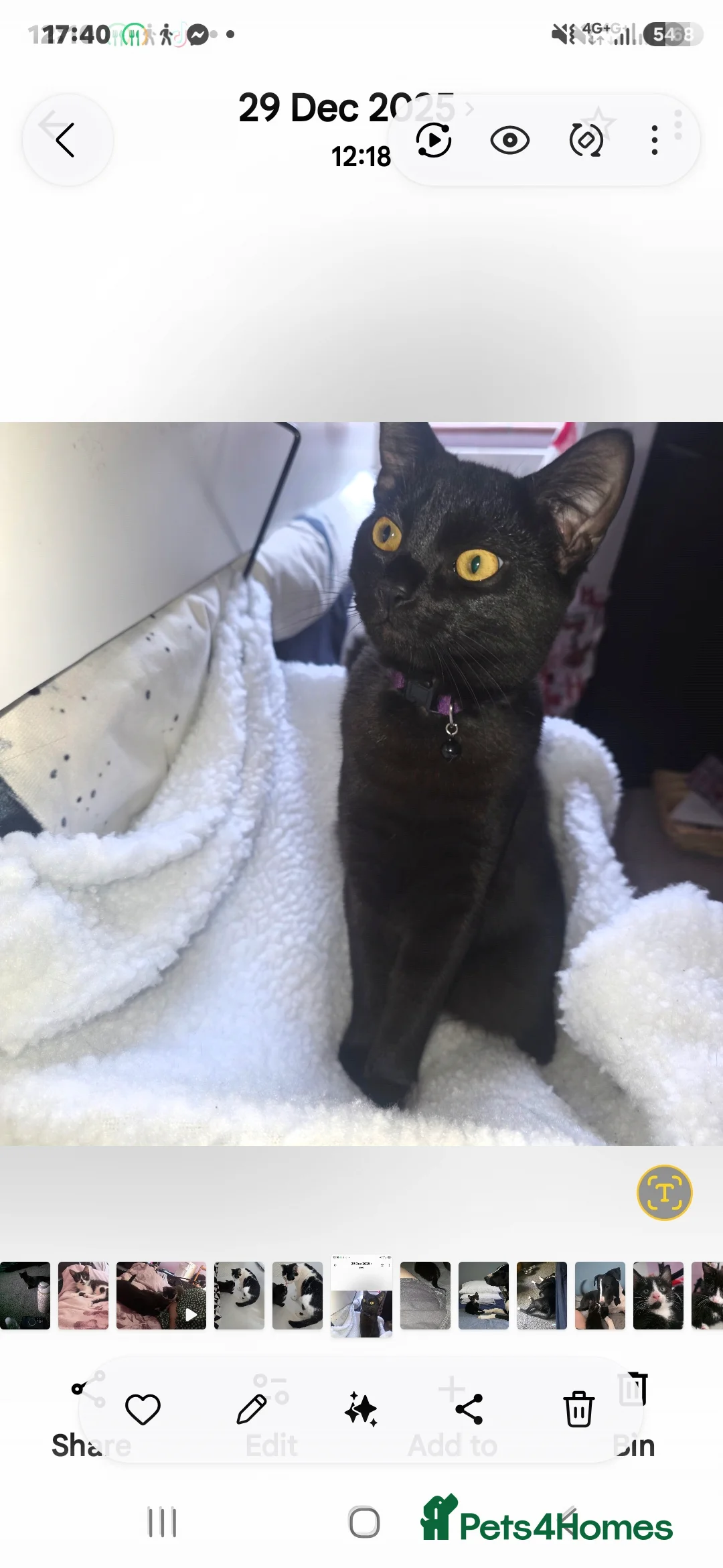 Domestic Shorthair cats for sale: Caroline 10 weeks old - Advert 2