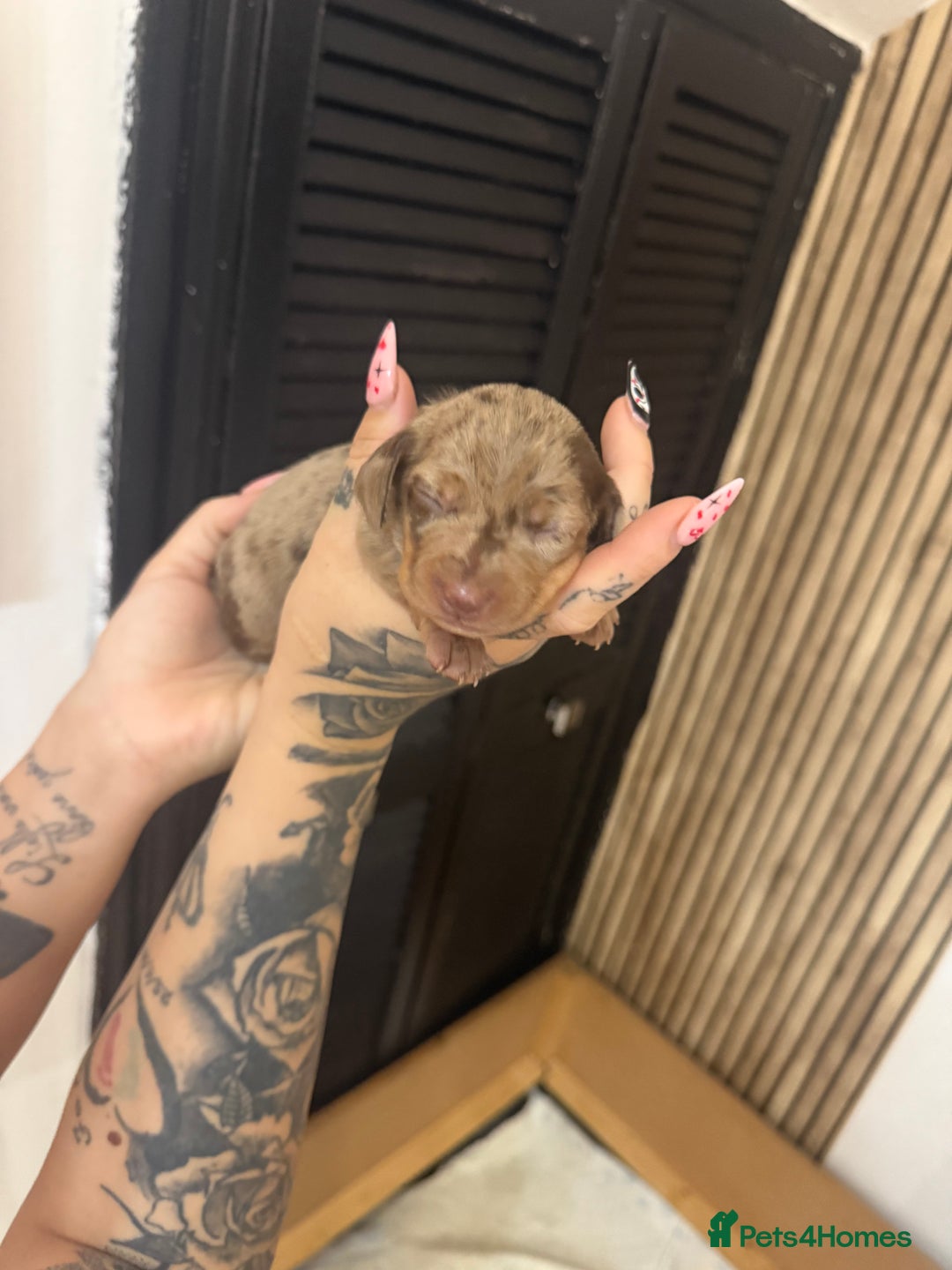 Dachshund dogs for sale: 🌭🌭🌭🌭🌭🌭🌭little dachshunds🌭🌭🌭🌭🌭  - Image 14