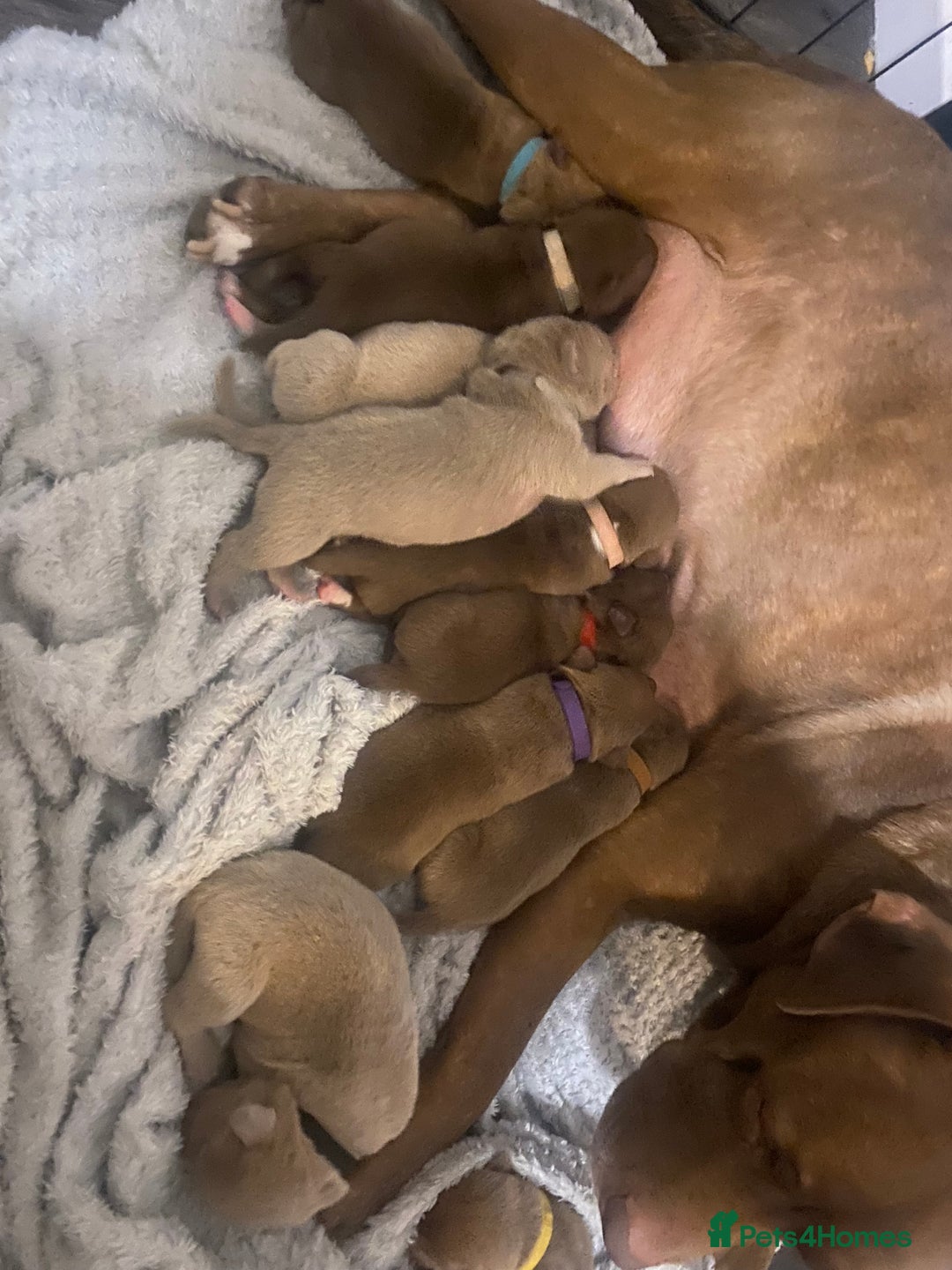 Staffordshire Bull Terrier dogs for sale: Staff puppies - Image 1