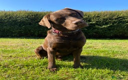 Labrador Retriever dogs for stud: Health Tested KC Registered Chocolate Labrador  in Wisbech - Image 1