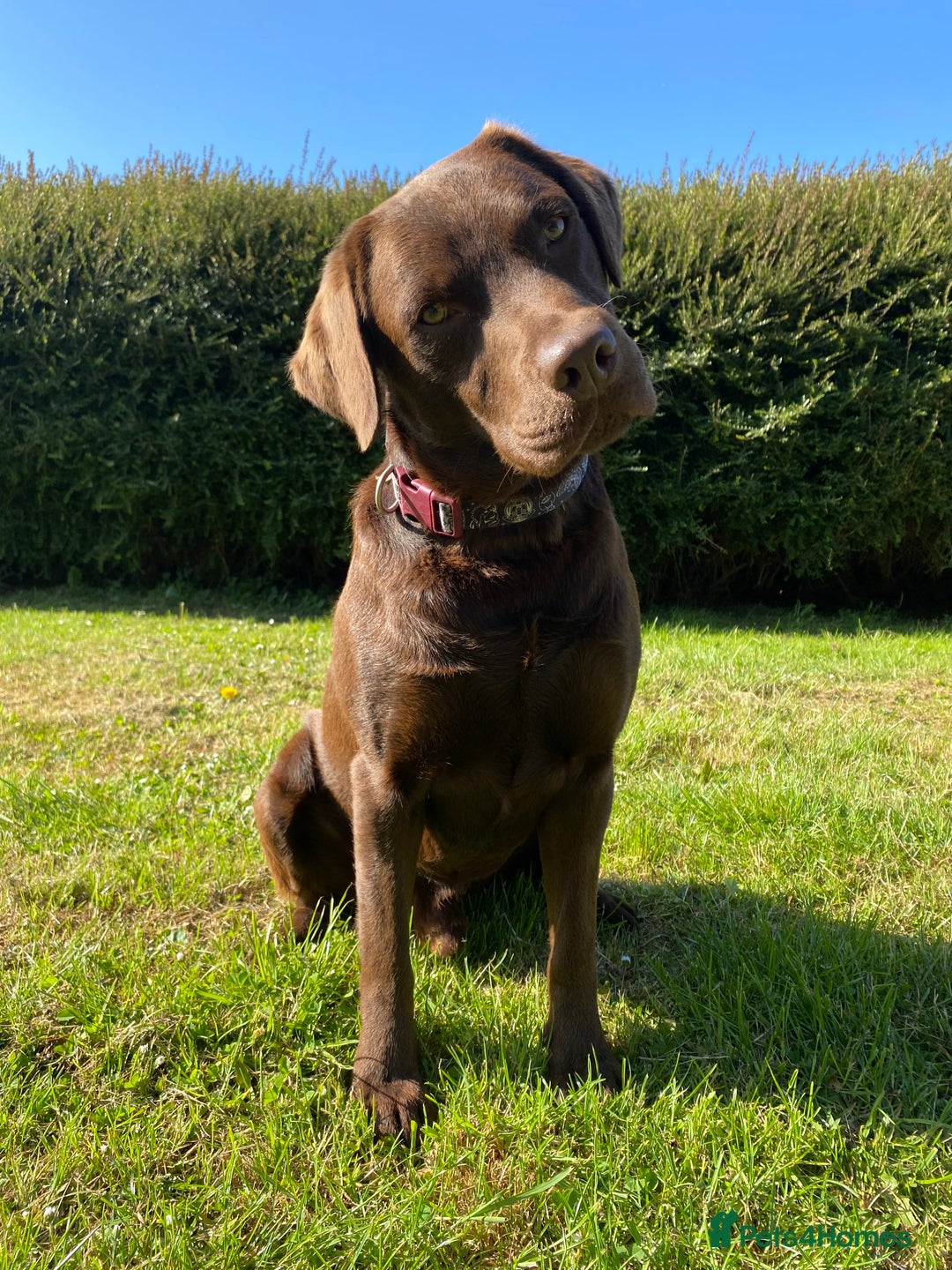 Labrador Retriever dogs for stud: Health Tested KC Registered Chocolate Labrador  in Wisbech - Image 1