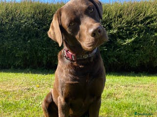 Labrador Retriever dogs Health Tested KC Registered Chocolate Labrador in Wisbech - Advert 10