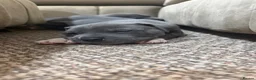 Staffordshire Bull Terrier dogs for sale: KC STAFFORDSHIRE BULL TERRIER PUPPIES - Advert 8