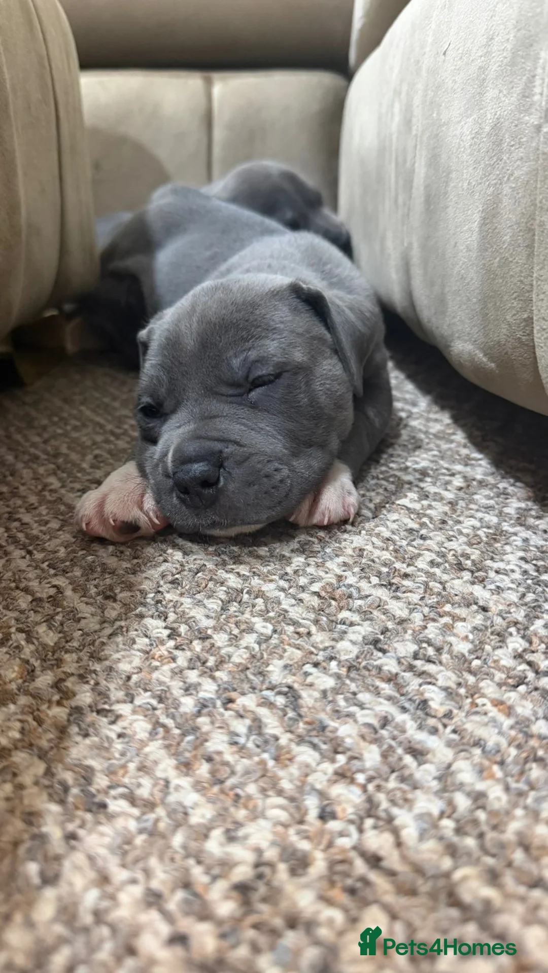 Staffordshire Bull Terrier dogs for sale: KC STAFFORDSHIRE BULL TERRIER PUPPIES - Advert 8