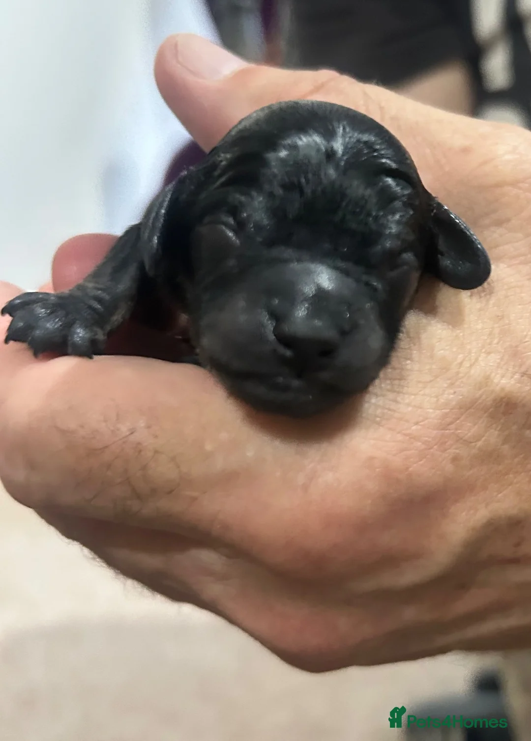 Cavapoo dogs for sale: Stunning chocolate merle cavapoo puppies in Maidstone - Advert 8