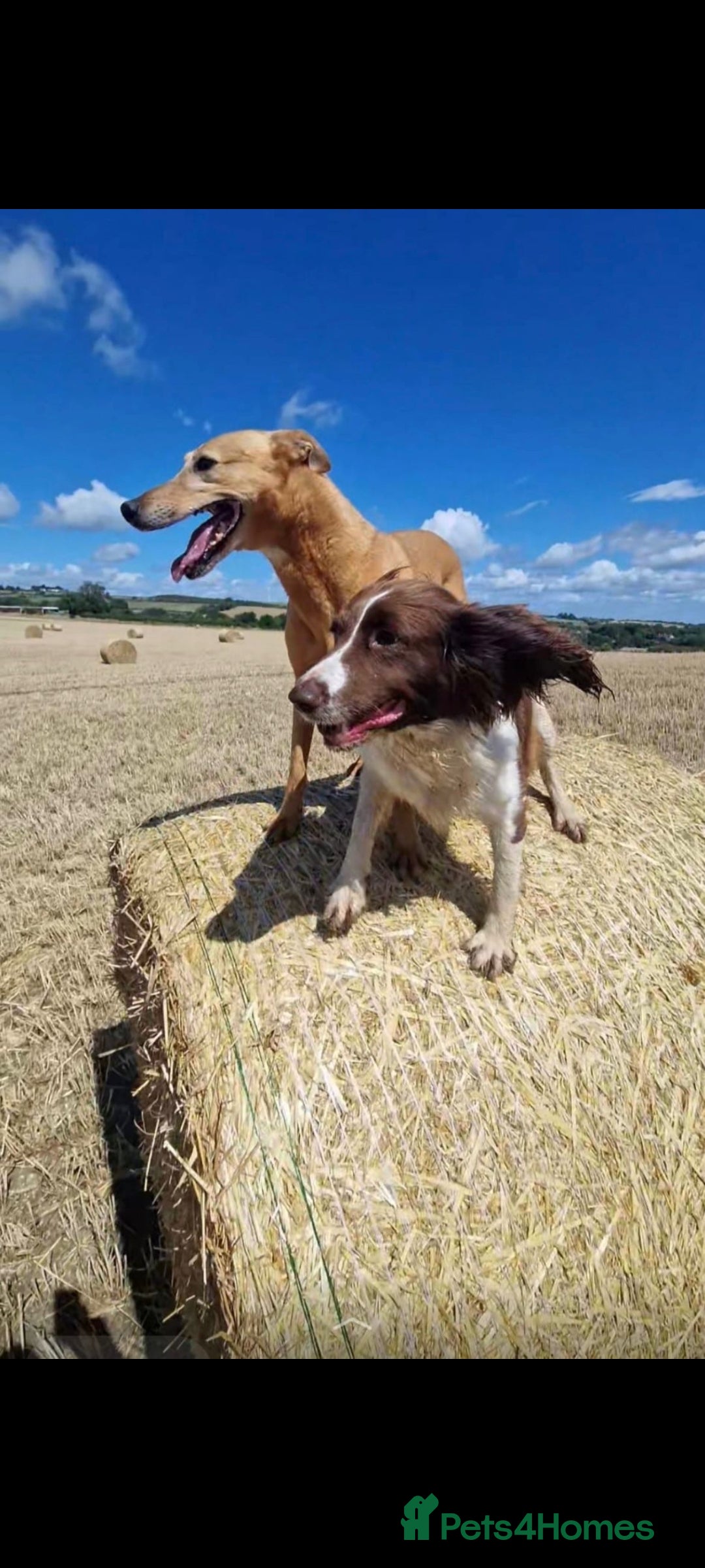 Sprocker dogs F1 SPROCKER SPANIELS ( 1 BOY LEFT )  - Advert 15