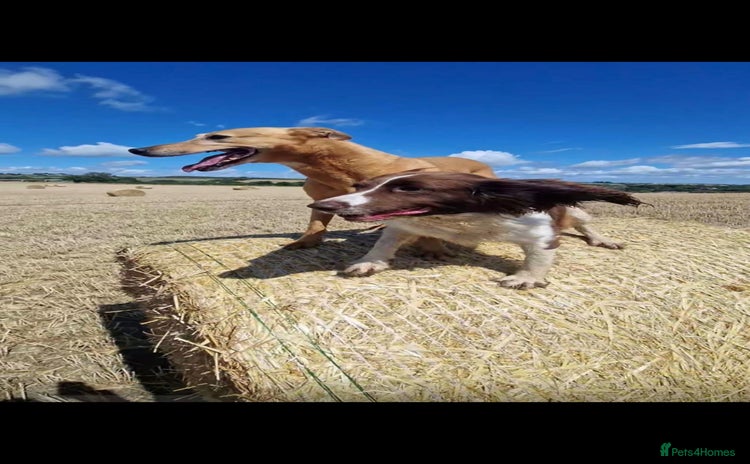 Sprocker dogs - Advert 1