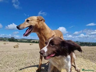 Sprocker dogs - Advert 5