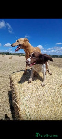 Sprocker dogs - Advert 1