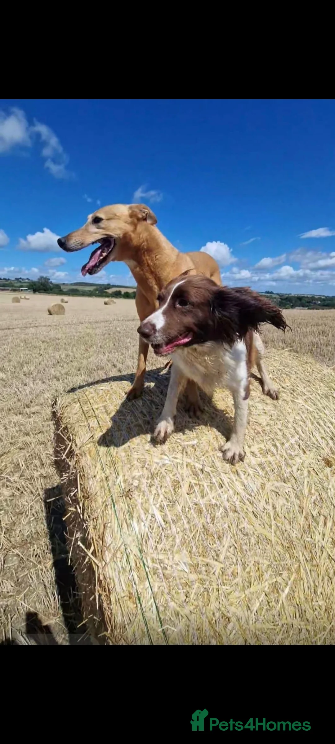 Sprocker dogs for sale: F1 SPROCKER SPANIELS ( 1 BOY LEFT )  - Advert 4