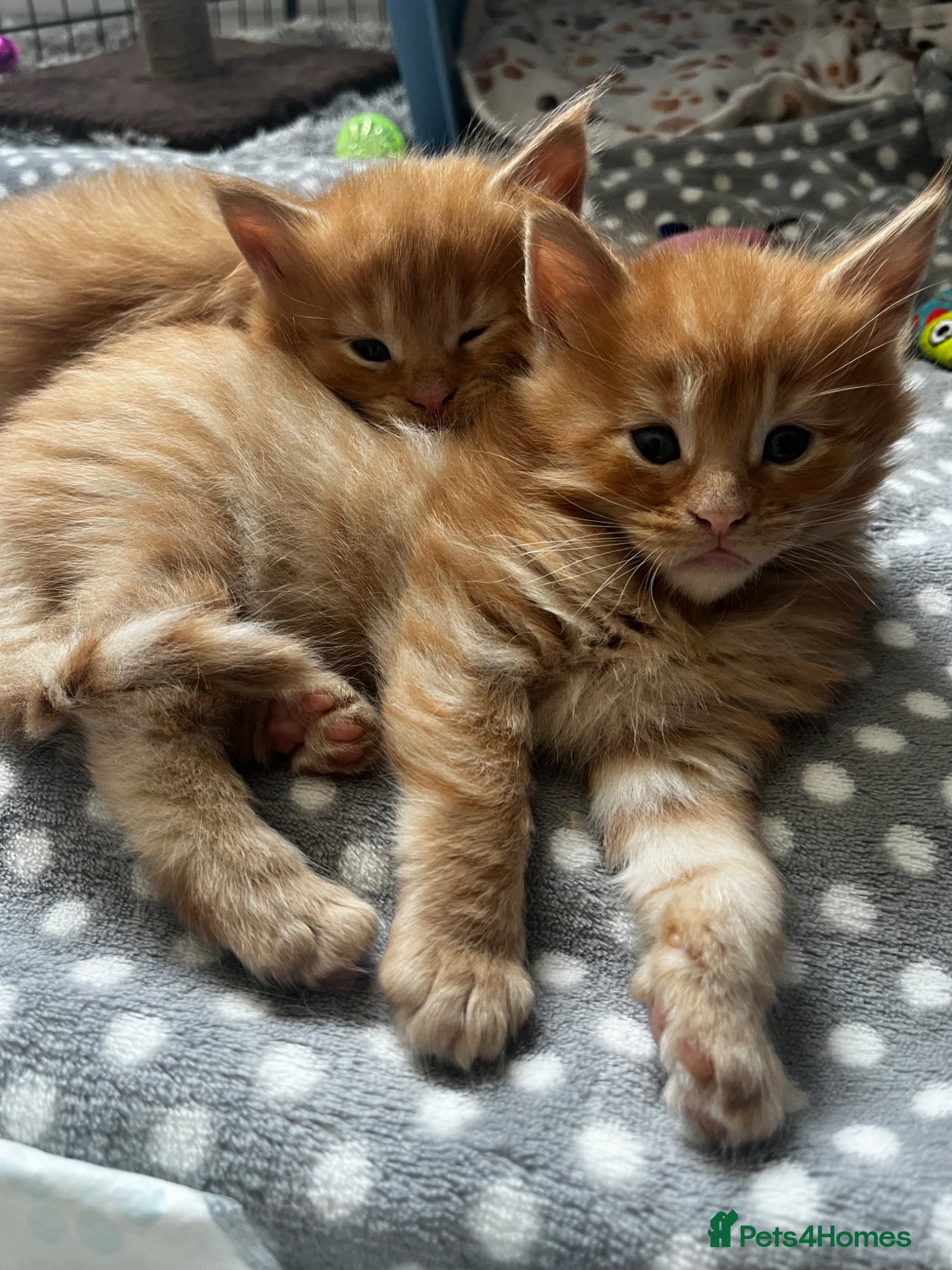Maine Coon cats Stunning Mainecoon Kittens - Advert 11