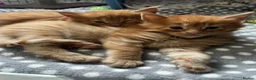 Maine Coon cats for sale: Stunning Mainecoon Kittens - Advert 20