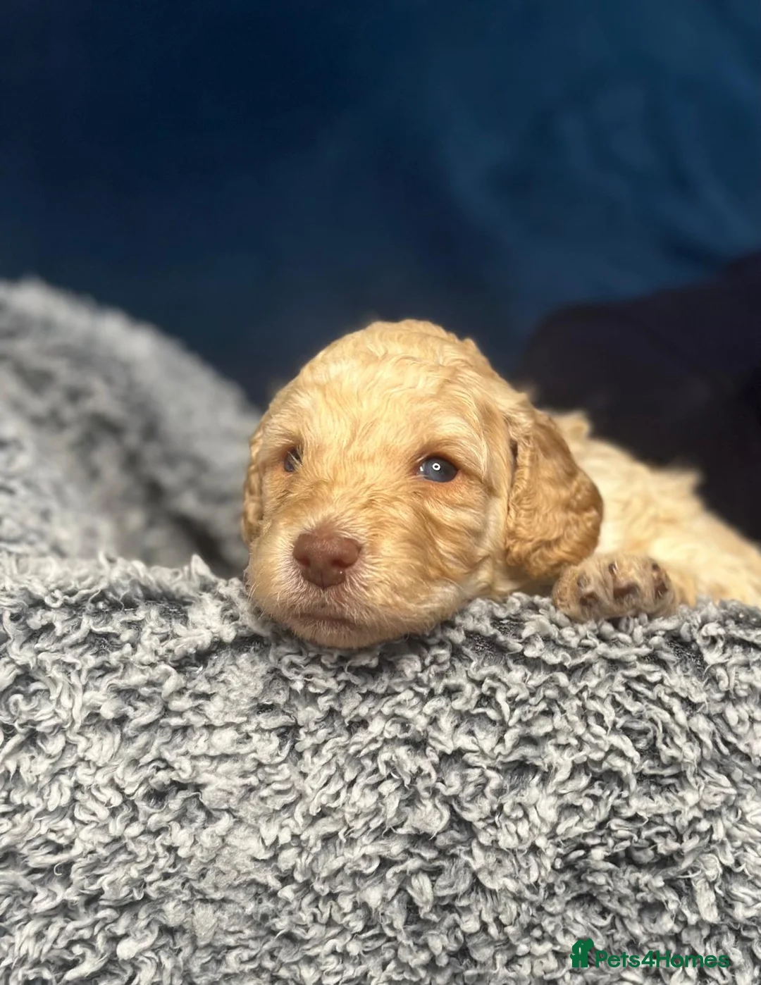 Miniature Poodle dogs for sale: Gorgeous pure bred miniature poodles - Advert 21