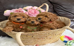 Toy Poodle dogs for sale: Gorgeous Fox Red Toy Poodle Females😍 - Image 6