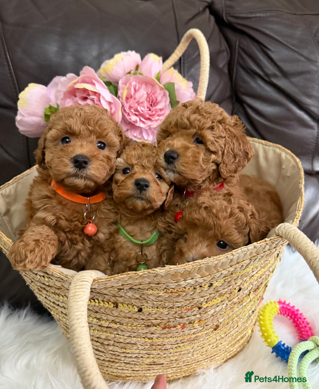 Toy Poodle dogs for sale: Gorgeous Fox Red Toy Poodle Females😍 - Image 6