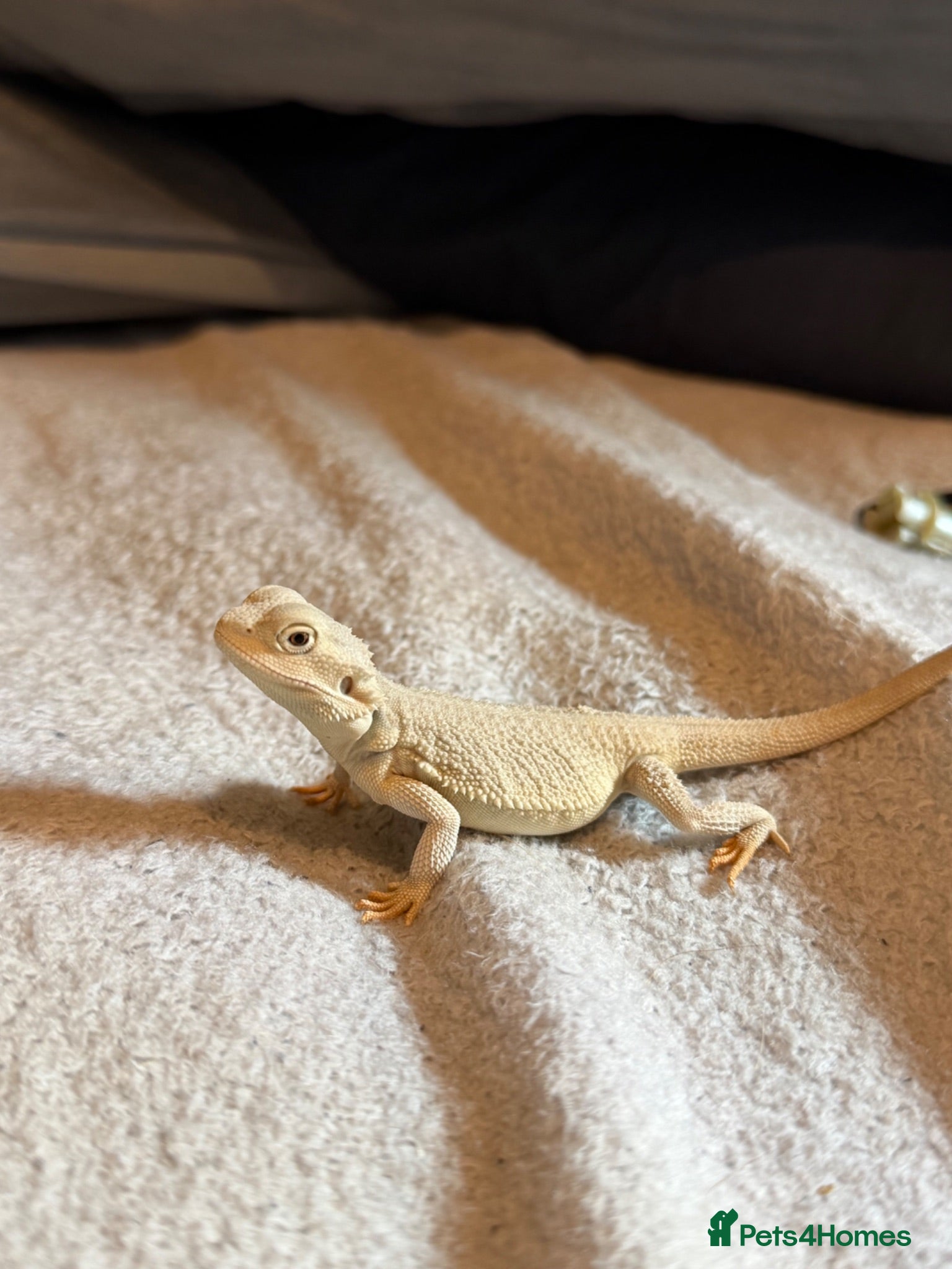 Bearded Dragon reptiles Hyper zero bearded dragon  - Advert 1