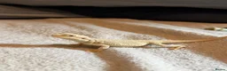 Bearded Dragon reptiles for sale: Hyper zero bearded dragon  - Advert 1