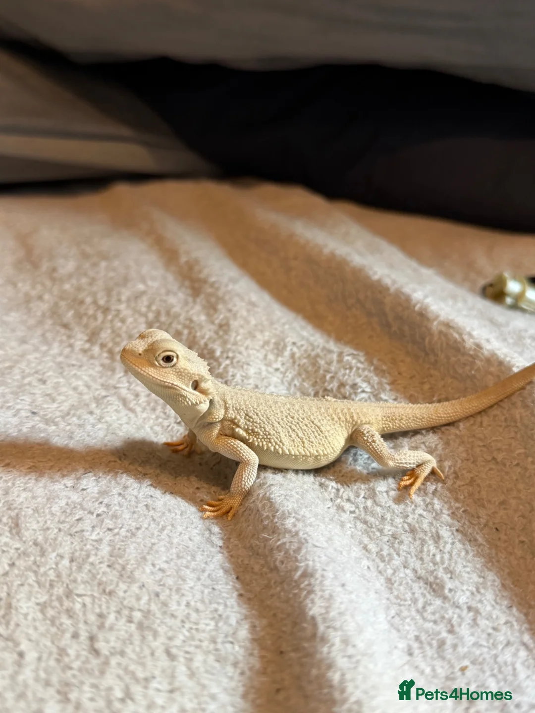 Bearded Dragon reptiles for sale: Hyper zero bearded dragon  - Advert 1