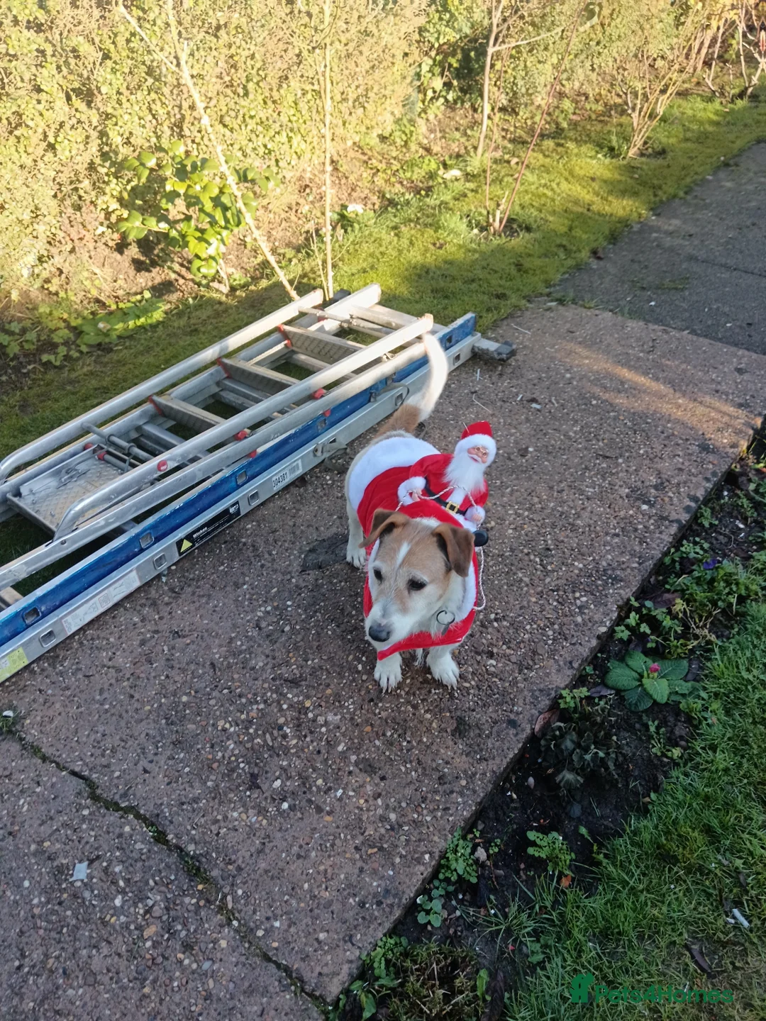 Jack Russell dogs for sale: Jack Russell for rehomeing  - Advert 7