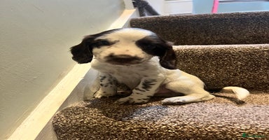 Sprocker dogs - Advert 10