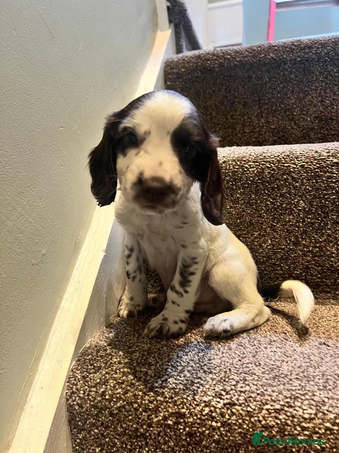 Sprocker dogs for sale: Lovely litter of Sprockers  - Image 2