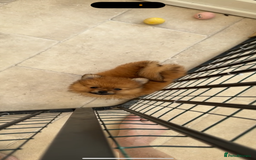 Pomeranian dogs for sale: One female for sale  - Image 6
