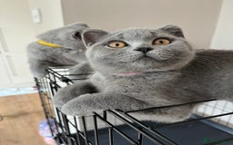 British Shorthair cats for sale: GCCF Blue British Shorthair girl available 🇬🇧 in Birmingham - Image 4
