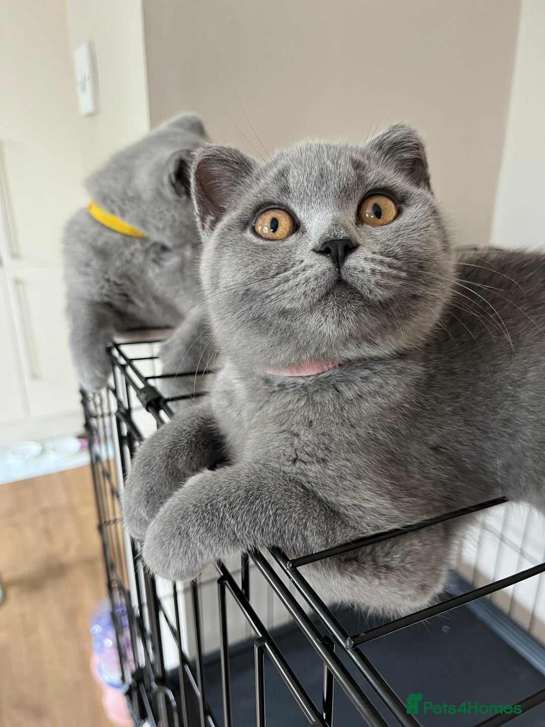 British Shorthair cats for sale: GCCF Blue British Shorthair girl available 🇬🇧 in Birmingham - Image 4