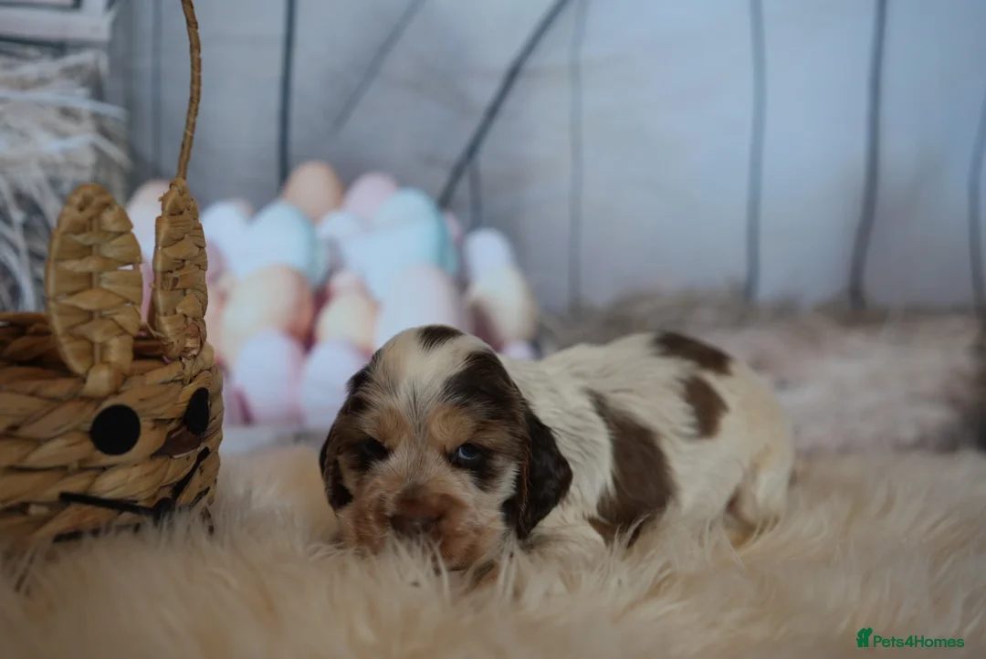 Cocker Spaniel dogs for sale: Health tested pure show cocker spaniels  - Advert 1