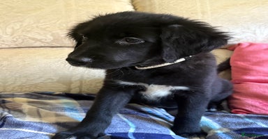 Mixed Breed dogs - Advert 1