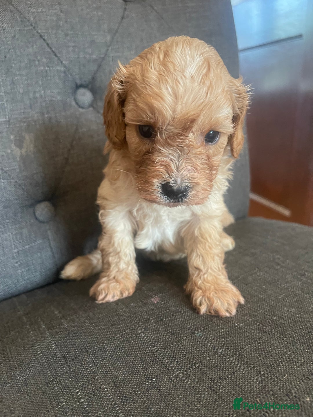 Cavapoo dogs for sale: Adorable toy Cavapoo pups apricot or fox red  - Image 21