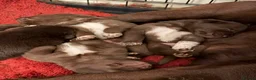 Borador dogs for sale: Beautiful Labrador x border collie pup  - Advert 2