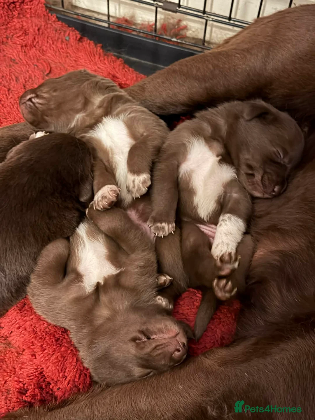 Borador dogs for sale: Beautiful Labrador x border collie pup  - Advert 2