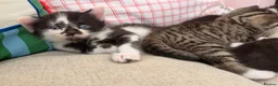 Mixed Breed cats for sale: Kittens  - Advert 12