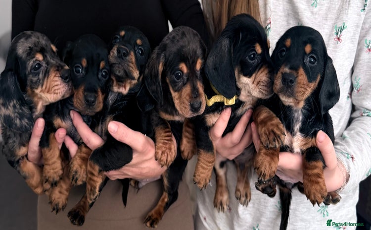 Mixed Breed dogs - Advert 2