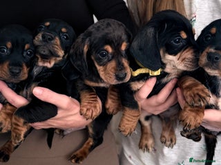 Mixed Breed dogs for sale - Advert 1