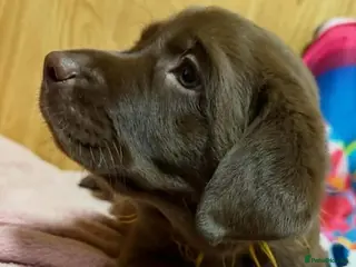 Labrador Retriever dogs Labrador puppy's - Advert 1