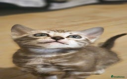 Bengal cats for sale: Rare Bengal babies - Advert 3