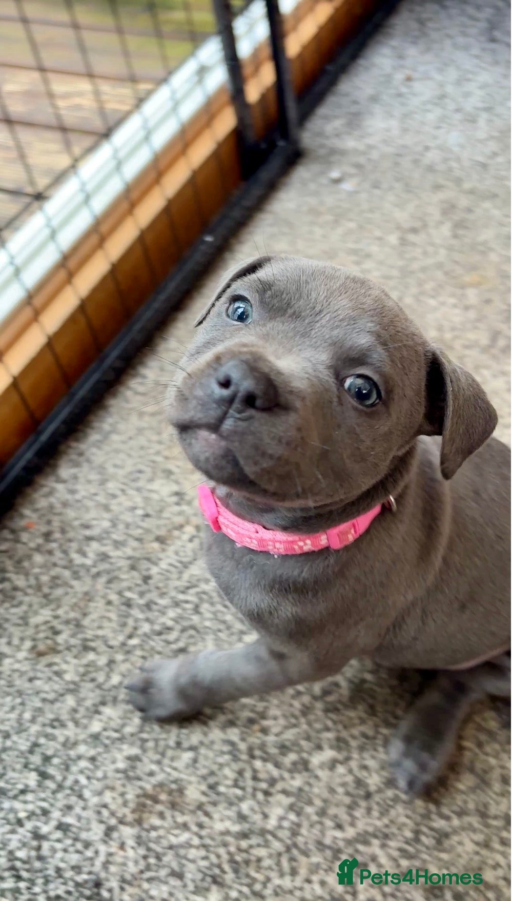 Staffordshire Bull Terrier dogs 2 REMAINING- Blue Staffy Pups - 7 weeks old - Advert 1