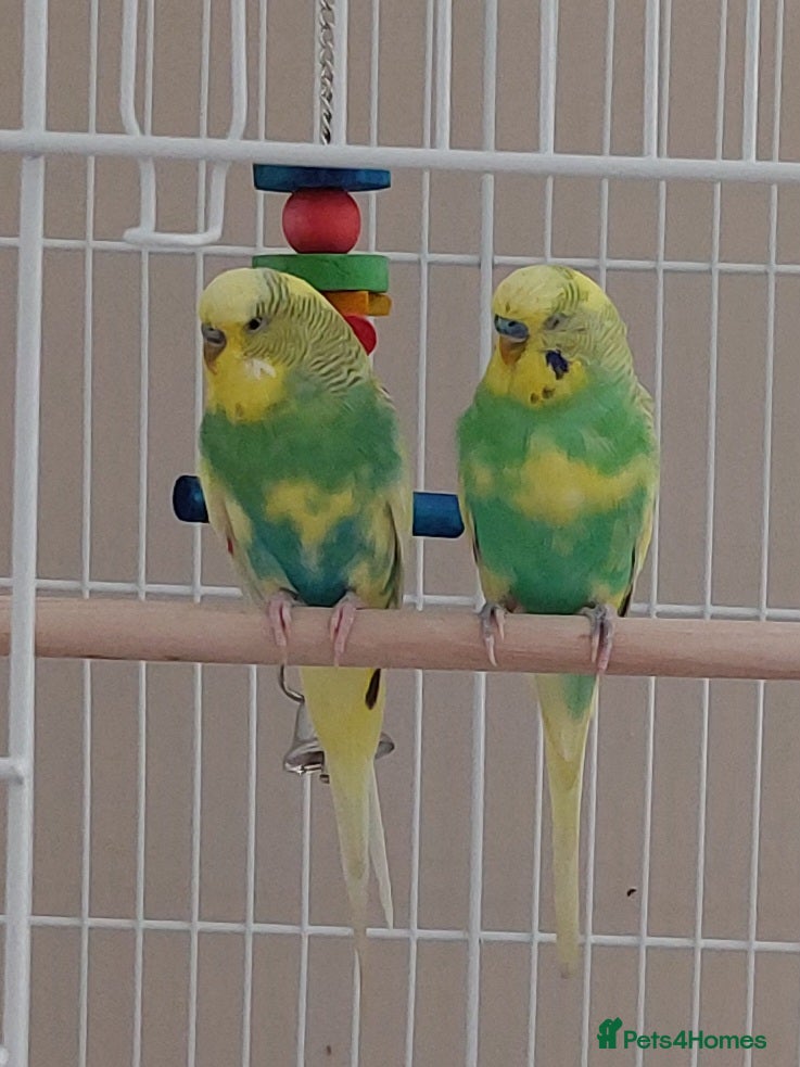 Budgerigars birds for sale: Bonded pair of male budgies - Advert 1