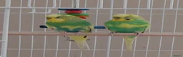 Budgerigars birds for sale: Bonded pair of male budgies in Buckingham - Advert 1