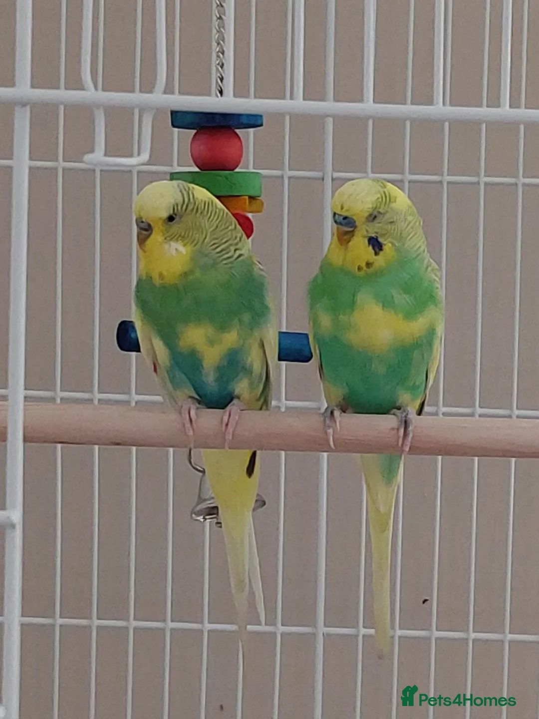 Budgerigars birds for sale: Bonded pair of male budgies in Buckingham - Advert 1